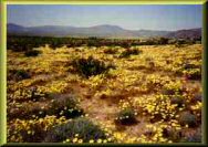 Wild Desert Spring Flowers.
